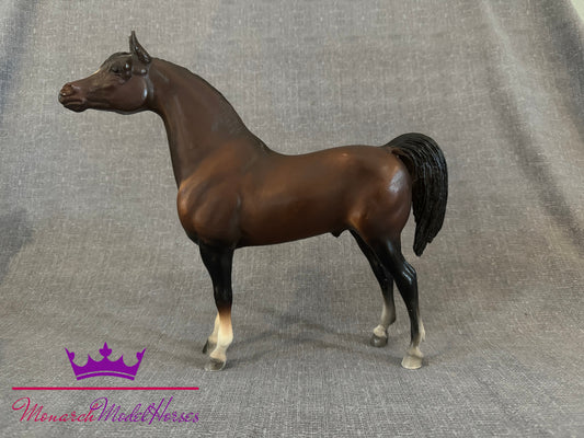 Witez - Proud Arabian Stallion DARK!